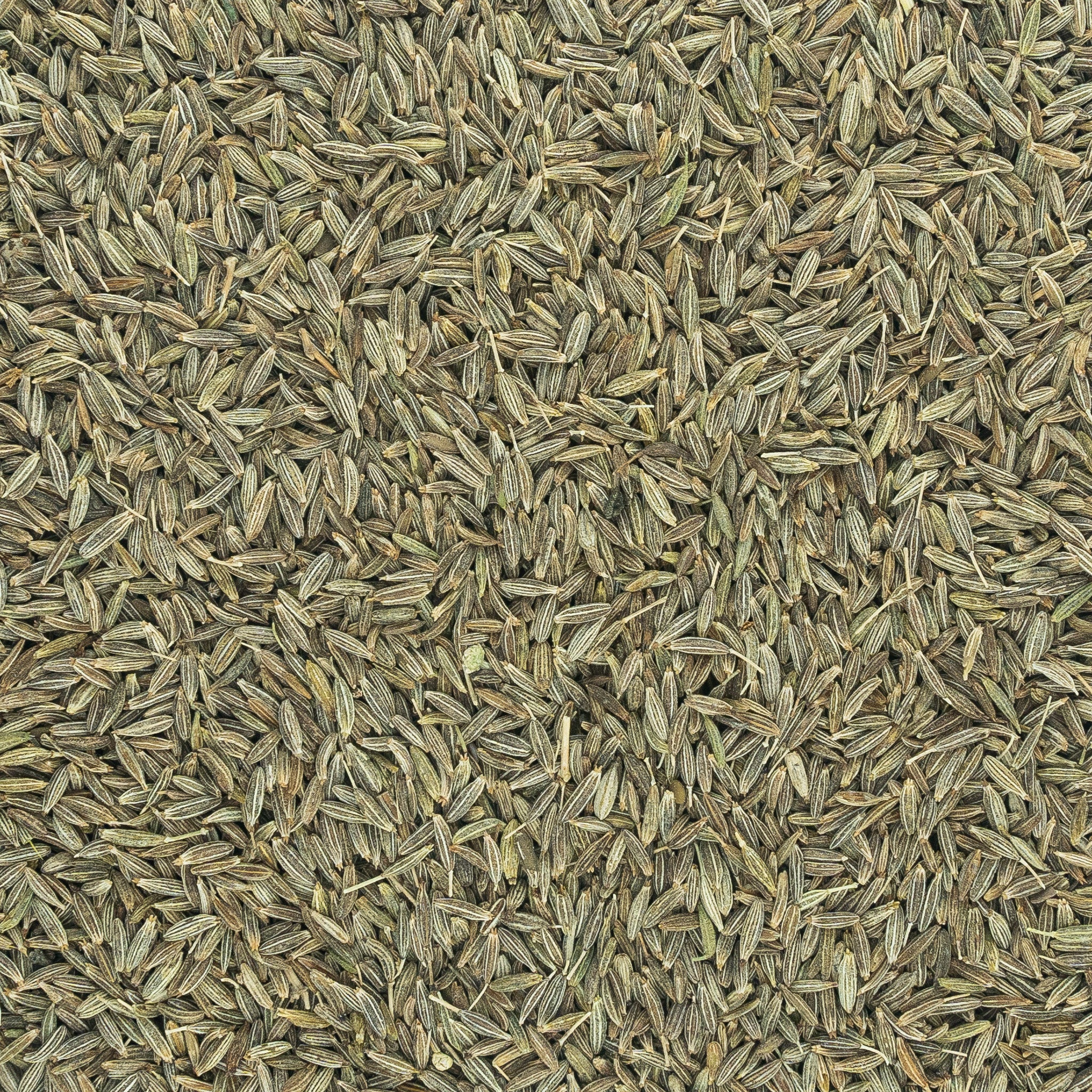 Cumin from Gujarat, India