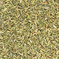 Fennel from Gujarat, India
