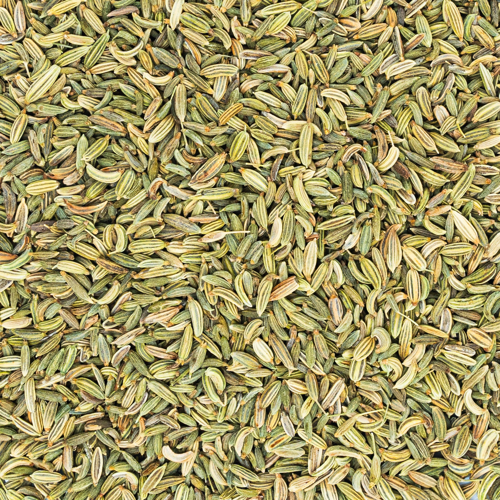 Fennel from Gujarat, India