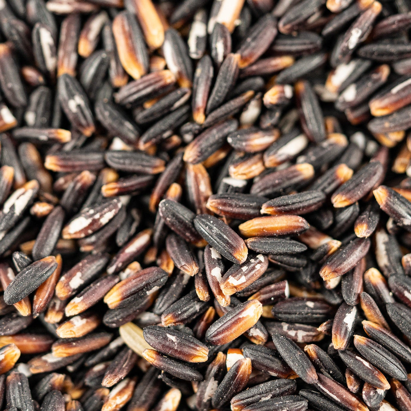 Schwarzer Reis aus Westbengalen, Indien