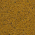 White Mustard from West Bengal, India