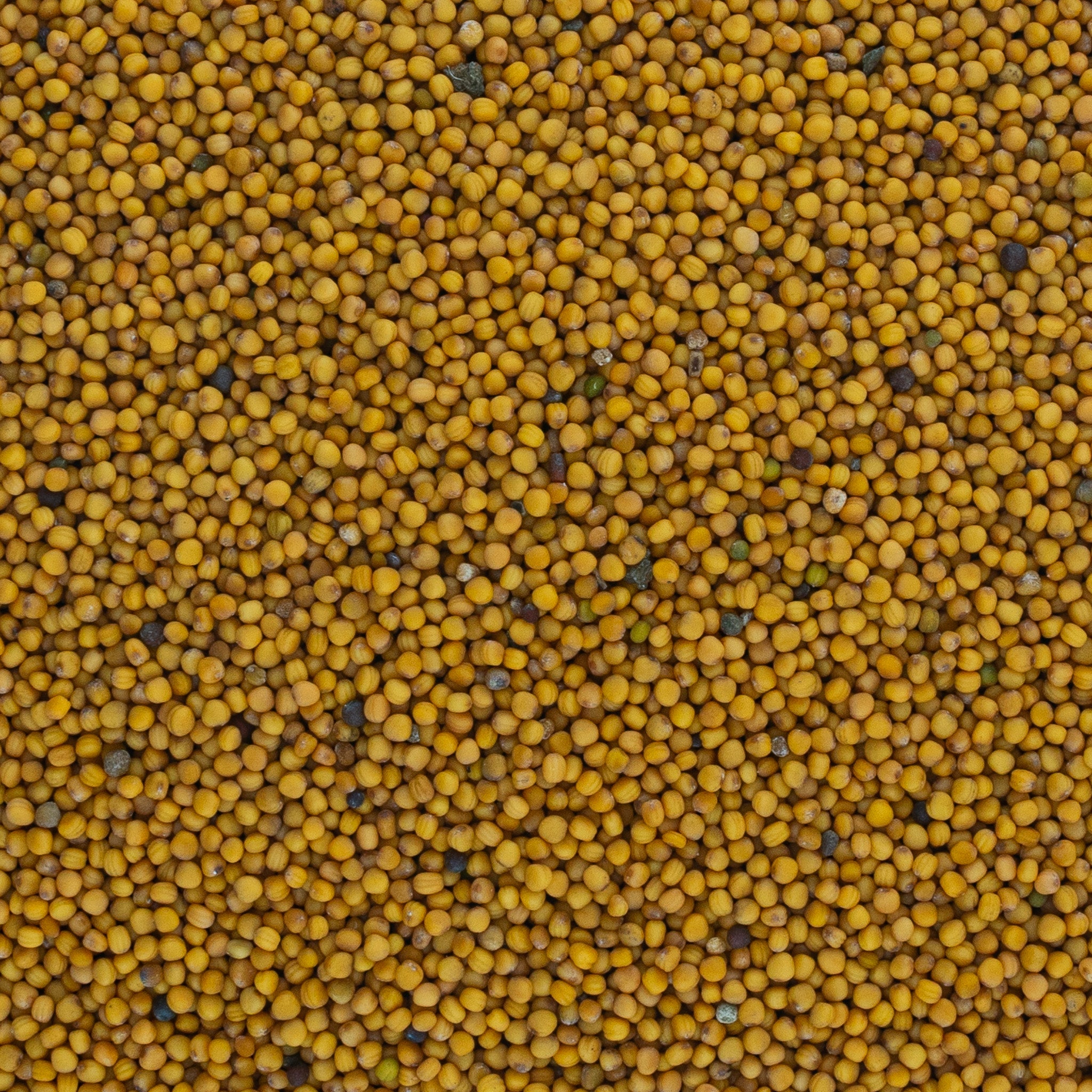 White Mustard from West Bengal, India