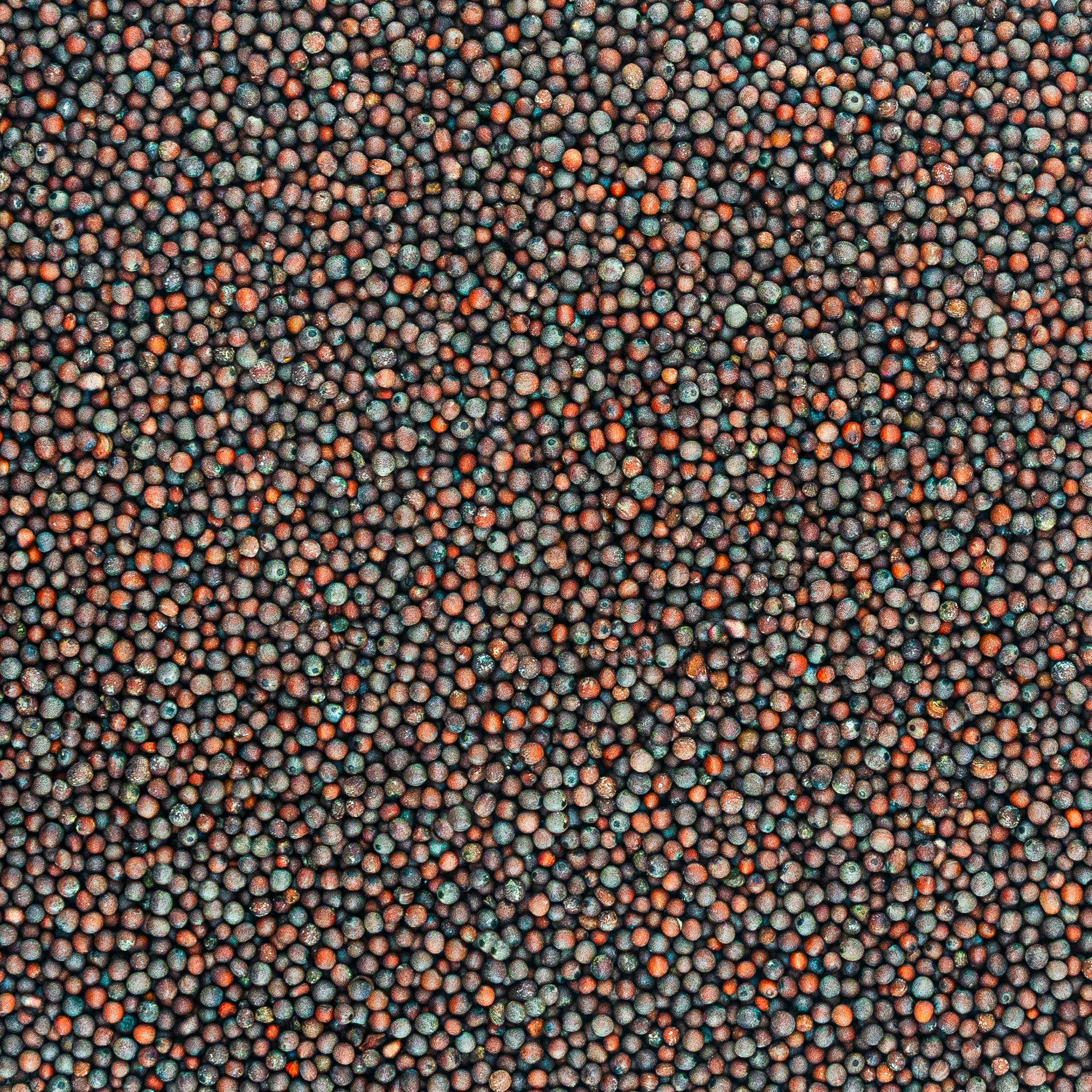 Brown Mustard from West Bengal, India